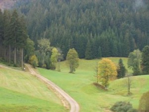Bild eines Waldes mit Wiese und Weg
